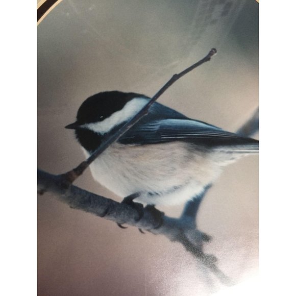 Black Capped Chicadee Photograph Framed Signed Numbered Bird Maria Lenon Art - Picture 4 of 9